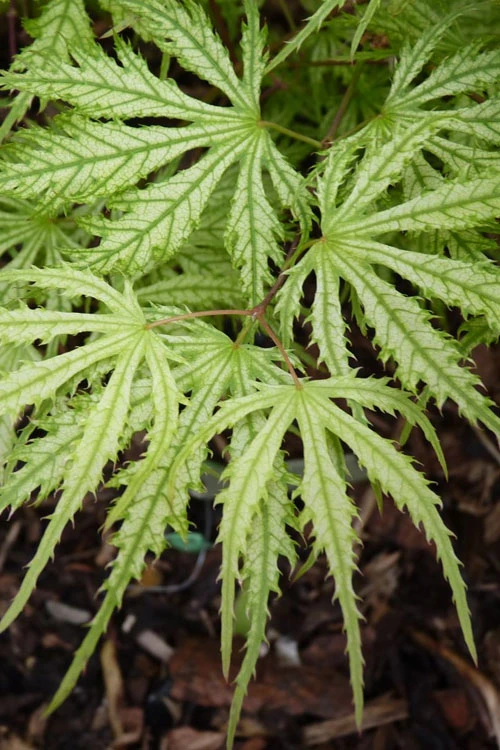 Sister Ghost Japanese Maple - 7 Gallon Pot 10 Sister Ghost Japanese Maple - 7 Gallon Pot - Image 10
