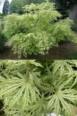 Sister Ghost Japanese Maple - 3 Gallon Pot (2-3') -Wilson Bros Gardens acer palmatum sister ghost japanese maple 5 2