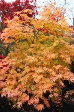 Sister Ghost Japanese Maple - 3 Gallon Pot (3-4') -Wilson Bros Gardens acer palmatum sister ghost japanese maple 9