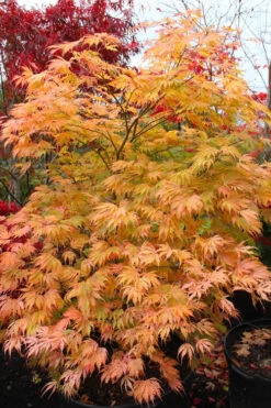 Sister Ghost Japanese Maple - 7 Gallon Pot 16 Sister Ghost Japanese Maple - 7 Gallon Pot -Wilson Bros Gardens acer palmatum sister ghost japanese maple 9 4