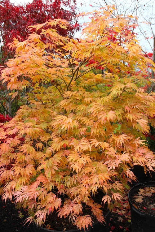 Sister Ghost Japanese Maple - 7 Gallon Pot 7 Sister Ghost Japanese Maple - 7 Gallon Pot - Image 7