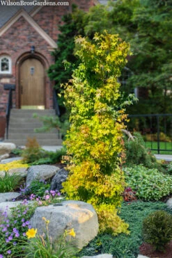 Skyscraper Columnar Japanese Maple - 2 Gallon Pot 9 Skyscraper Columnar Japanese Maple - 2 Gallon Pot -Wilson Bros Gardens acer palmatum skyscraper japanese maple 4