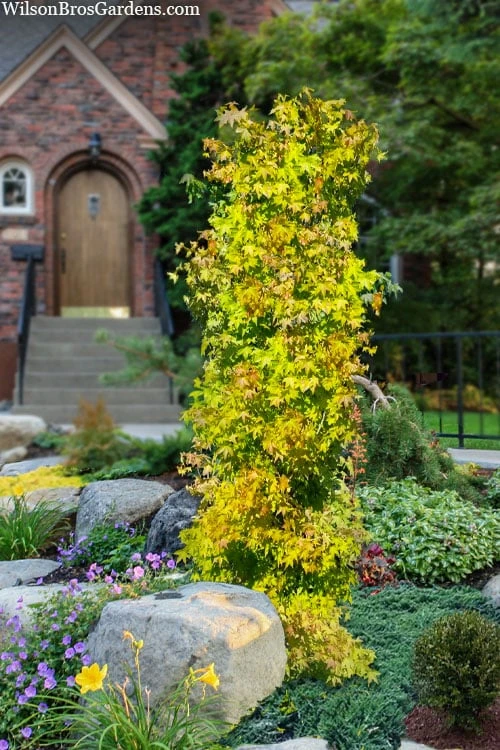 Skyscraper Columnar Japanese Maple - 1 Gallon Pot 1 Skyscraper Columnar Japanese Maple - 1 Gallon Pot