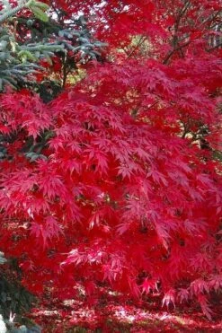 Suminagashi Red Leaf Japanese Maple - 5 Gallon Pot 10 Suminagashi Red Leaf Japanese Maple - 5 Gallon Pot -Wilson Bros Gardens acer palmatum suminagashi japanese maple 5