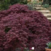 Tamukeyama Dwarf Red Japanese Maple - 3 Gallon Pot (3-4')