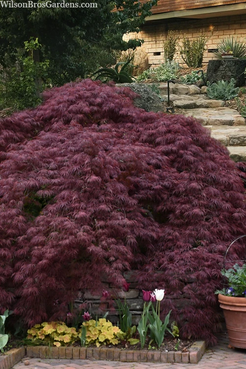 Tamukeyama Dwarf Red Japanese Maple - 3 Gallon Pot (3-4') 1 Tamukeyama Dwarf Red Japanese Maple - 3 Gallon Pot (3-4')