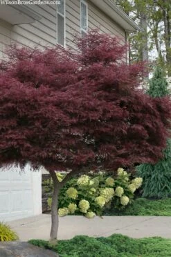 Tamukeyama Dwarf Red Japanese Maple - 1 Gallon Pot - High Grafted Tree Form 15 Tamukeyama Dwarf Red Japanese Maple - 1 Gallon Pot - High Grafted Tree Form -Wilson Bros Gardens acer palmatum tamukeyama japanese maple high graft 2 1