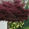 Tamukeyama Dwarf Red Japanese Maple (High Graft Tree Form) - 3 Gallon Pot (2.5 To 3')