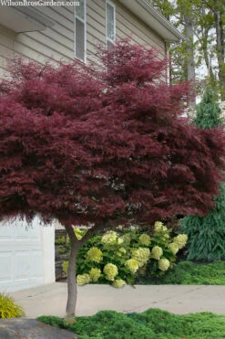 Tamukeyama Dwarf Red Japanese Maple (High Graft Tree Form) - 3 Gallon Pot (2.5 To 3')