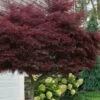 Tamukeyama Dwarf Red Japanese Maple (High Graft Tree Form)- 3 Gallon Pot
