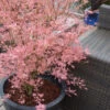 Taylor Pink Japanese Maple - 3 Gallon Pot (3-4')