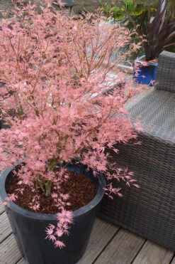 Taylor Pink Japanese Maple - 7 Gallon Pot