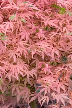 Taylor Pink Japanese Maple - 3 Gallon Pot 8 Taylor Pink Japanese Maple - 3 Gallon Pot -Wilson Bros Gardens acer palmatum taylors pink japanese maple 7