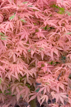 Taylor Pink Japanese Maple - 7 Gallon Pot -Wilson Bros Gardens acer palmatum taylors pink japanese maple 7 4
