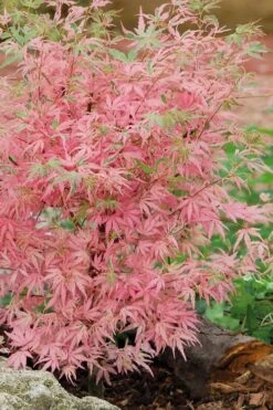 Taylor Pink Japanese Maple - 1 Gallon Pot 9 Taylor Pink Japanese Maple - 1 Gallon Pot -Wilson Bros Gardens acer palmatum taylors pink japanese maple 8 2
