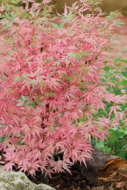 Taylor Pink Japanese Maple - 7 Gallon Pot -Wilson Bros Gardens acer palmatum taylors pink japanese maple 8 4