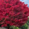 Tobiosho Japanese Maple Tree - 3 Gallon Pot (5-6')
