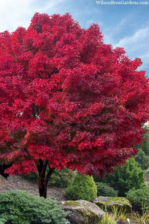 Tobiosho Japanese Maple Tree - 3 Gallon Pot (5-6') 1 Tobiosho Japanese Maple Tree - 3 Gallon Pot (5-6')