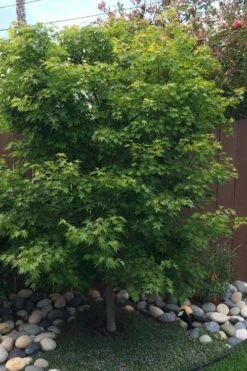 Tobiosho Japanese Maple Tree - 3 Gallon Pot 10 Tobiosho Japanese Maple Tree - 3 Gallon Pot -Wilson Bros Gardens acer palmatum tobiosho japanese maple tree 6