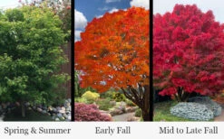 Tobiosho Japanese Maple Tree - 3 Gallon Pot (5-6') 9 Tobiosho Japanese Maple Tree - 3 Gallon Pot (5-6') -Wilson Bros Gardens acer palmatum tobiosho japanese maple tree 9 1