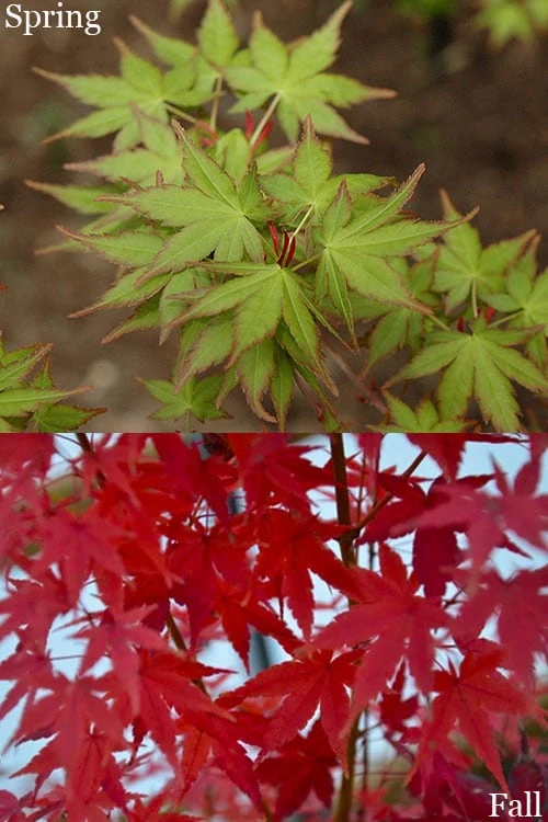 Tsukasa Silhouette Japanese Maple - 3 Gallon Pot (3.5-4.5') 4 Tsukasa Silhouette Japanese Maple - 3 Gallon Pot (3.5-4.5') - Image 4