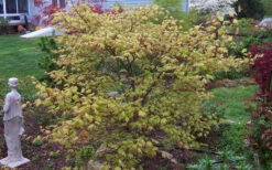 Tsuma Gaki Japanese Maple Tree - 1 Gallon Pot -Wilson Bros Gardens acer palmatum tsuma gaki japanese maple 1