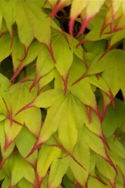 Tsuma Gaki Japanese Maple Tree - 1 Gallon Pot -Wilson Bros Gardens acer palmatum tsuma gaki japanese maple 11