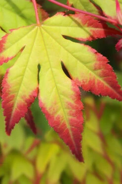 Tsuma Gaki Japanese Maple Tree - 1 Gallon Pot