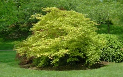 Tsuma Gaki Japanese Maple Tree - 1 Gallon Pot -Wilson Bros Gardens acer palmatum tsuma gaki japanese maple 14