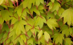 Tsuma Gaki Japanese Maple Tree - 1 Gallon Pot -Wilson Bros Gardens acer palmatum tsuma gaki japanese maple 15