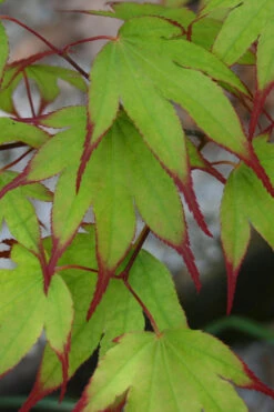 Tsuma Gaki Japanese Maple Tree - 1 Gallon Pot -Wilson Bros Gardens acer palmatum tsuma gaki japanese maple 2