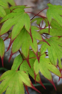 Tsuma Gaki Japanese Maple Tree - 1 Gallon Pot -Wilson Bros Gardens acer palmatum tsuma gaki japanese maple 3