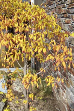 Tsuma Gaki Japanese Maple Tree - 1 Gallon Pot -Wilson Bros Gardens acer palmatum tsuma gaki japanese maple 4