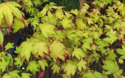 Tsuma Gaki Japanese Maple Tree - 1 Gallon Pot -Wilson Bros Gardens acer palmatum tsuma gaki japanese maple 7