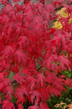 Tsuma Gaki Japanese Maple Tree - 1 Gallon Pot -Wilson Bros Gardens acer palmatum tsuma gaki japanese maple 8