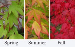 Tsuma Gaki Japanese Maple Tree - 1 Gallon Pot -Wilson Bros Gardens acer palmatum tsuma gaki japanese maple 9