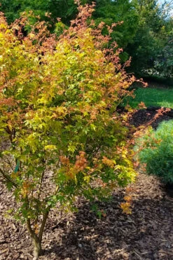 Twinkles Dwarf Coral Bark Japanese Maple - 3 Gallon Pot -Wilson Bros Gardens acer palmatum twinkles coral bark japanese maple 1