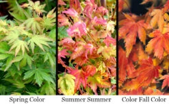 Twinkles Dwarf Coral Bark Japanese Maple - 3 Gallon Pot -Wilson Bros Gardens acer palmatum twinkles coral bark japanese maple 11