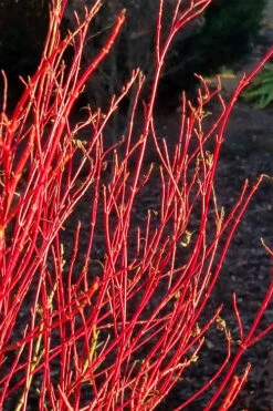 Twinkles Dwarf Coral Bark Japanese Maple - 3 Gallon Pot -Wilson Bros Gardens acer palmatum twinkles coral bark japanese maple 2