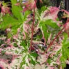 Uzen Nishiki Pink Variegated Japanese Maple - 3 Gallon Pot