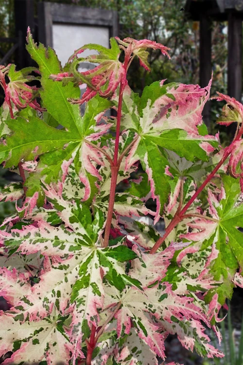 Uzen Nishiki Pink Variegated Japanese Maple - 3 Gallon Pot 1 Uzen Nishiki Pink Variegated Japanese Maple - 3 Gallon Pot