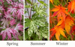Uzen Nishiki Pink Variegated Japanese Maple - 3 Gallon Pot 7 Uzen Nishiki Pink Variegated Japanese Maple - 3 Gallon Pot -Wilson Bros Gardens acer palmatum uzen nishiki japanese maple 3