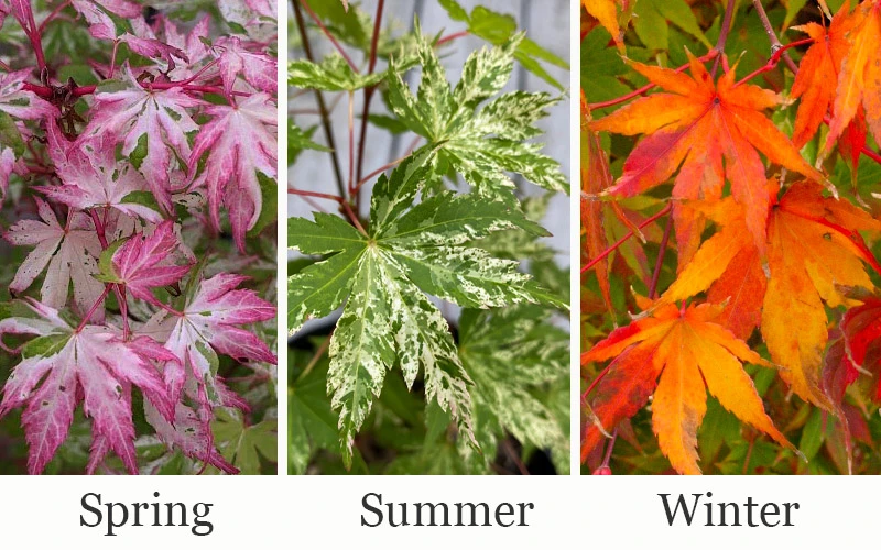 Uzen Nishiki Pink Variegated Japanese Maple - 3 Gallon Pot 4 Uzen Nishiki Pink Variegated Japanese Maple - 3 Gallon Pot - Image 4