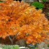 Villa Taranto Japanese Maple - 1 Gallon Pot