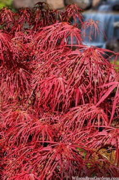Villa Taranto Japanese Maple - 1 Gallon Pot -Wilson Bros Gardens acer palmatum villa taranto japanese maple 4 1