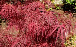 Villa Taranto Japanese Maple - 1 Gallon Pot -Wilson Bros Gardens acer palmatum villa taranto japanese maple 5 1