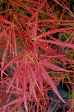 Villa Taranto Japanese Maple - 5 Gallon Pot -Wilson Bros Gardens acer palmatum villa taranto japanese maple 6