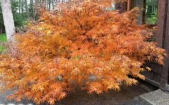 Villa Taranto Japanese Maple - 5 Gallon Pot -Wilson Bros Gardens acer palmatum villa taranto japanese maple 7