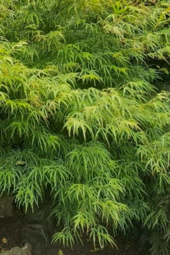 Villa Taranto Japanese Maple - 5 Gallon Pot -Wilson Bros Gardens acer palmatum villa taranto japanese maple 9