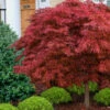 Victoria Red Sensation Weeping Japanese Maple - 3 Gallon Pot